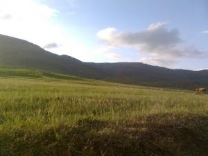 Champs agricoles aux alentours de Bordj Bou Arreridj