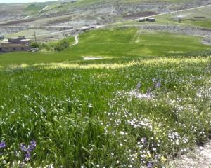Fleurs sauvages qui ornent les vastes champs de blé de Bordj Bou Arreridj