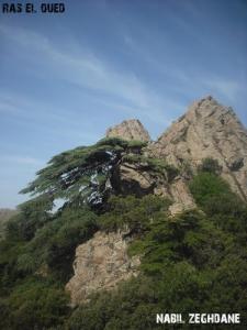 Paysage de Ras El Oued