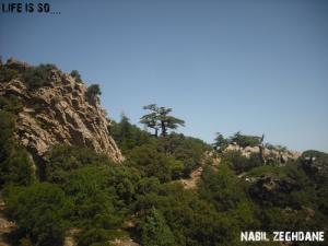 Beauté de la forêt de Ras el Oued
