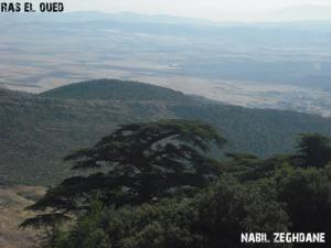 Les Forêts Montagneuses de la commune de ras el Oued