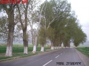 Sur la Route de Ras el oued