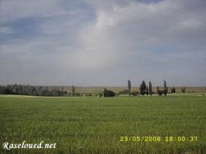 Champs agricoles de Ain Dhchiche (Commune de Ras El Oued)