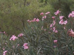 Les fleurs sauvages poussant dans la périphérie de Bordj Bou Arreridj