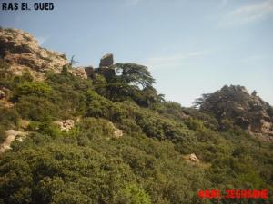 Les Magnifiques Forêts de Bordj Bou Arreridj