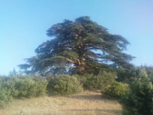 Un Arbre Centenaire dans la forêt de Rohania (Wilaya de Bordj Bou Arreridj)