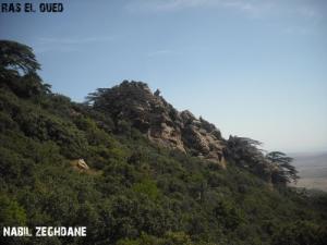 Verdure des Montagnes à Ras el Oued