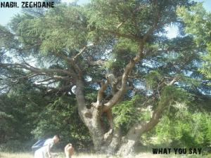 Un Arbre de la forêt de Ras El Oued