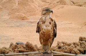 صقر من منطقة  تيوت