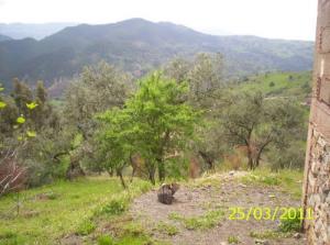 Verdure de Bordj Bou Arreridj au printemps