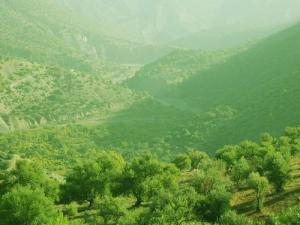 Verdure Surréaliste de la Forêt de Bordj Bou Arreridj