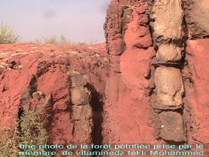 الغابات المتحجرة التي تم اكتشافها بمنطقة  تيوت