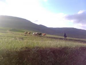 Elevage Bovin dans la périphérie de Bordj Bou Arreridj