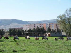 Troupeau Bovin entrain de paître aux abords de la cité de Ras El Oued