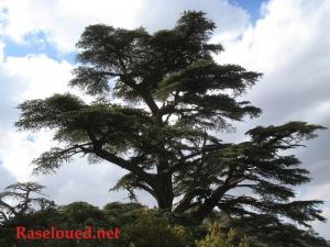 Un Arbre Magnifique de la forêt de Mzaita