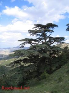 Les Merveilles de Mzaita