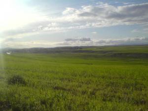 Les Prairies environnants la commune d'El Achir