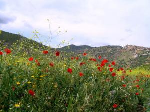 Coquelicots et Moutarde Sauvage de la commune deColla