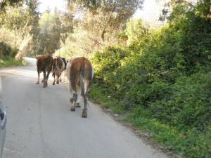 Elevage Bovin à Thenia