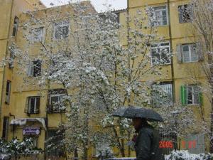 جبال  الجرجرة  تحت الثلوج 2