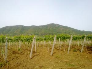 Champ Agricole à Boumerdes