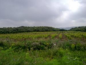 Champs agricoles aux environs de Boumerdes