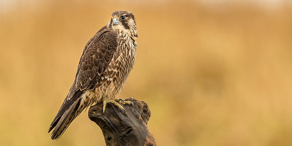 صقر من بلدية 