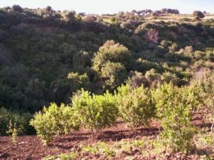 Champ arboricole dans la périphérie de Boumerdes