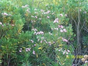 Tarihant Laurier rose (Nerium oleander) au nord prés de Tigzérine