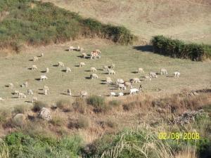 Tarihant  Pâturage à Ighil