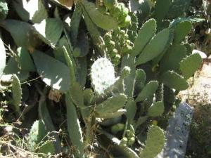 La Figue de Barbarie