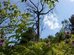 Paysage de Printemps à Boumerdes
