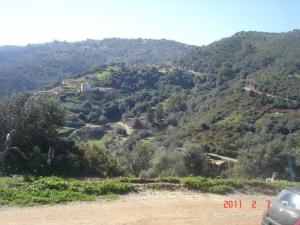 La Forêt de Ahl El-oued