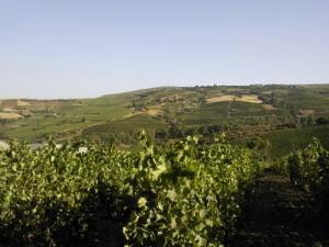 Vignobles et Montagnes de Boumerdes