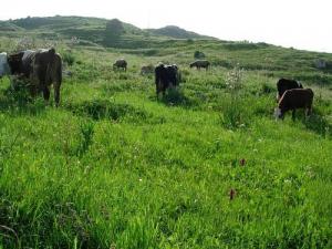 Elevage Bovin dans la périphérie de Boumerdes