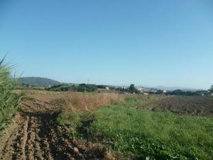 Champs Agricoles aux alentours de Boumerdes