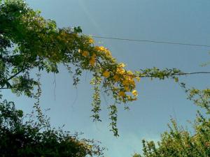 Échantillon de Flore de Boumerdes