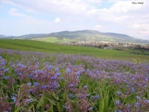 Les Fleurs de Bouhadjar