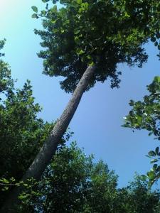 Les Arbres de La Forêt d'El Taref