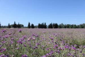 Champ de Fleurs Sauvages à El Taref