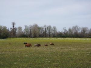 Troupeau Bovin entrain de paître dans les prairies fleuries d'El Taref