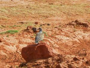 طائر من منطقة  تيوت