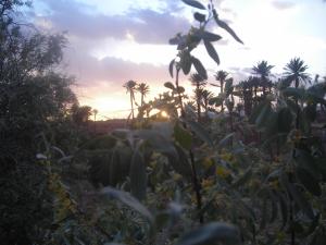 غروب الشمس على واحات  تيوت  1