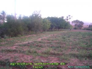 حقول فلاحية بضواحي  تيوت  1