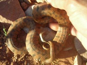 ثعبان مائي بمنطقة  تيوت