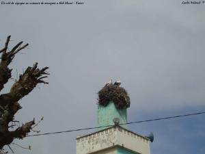 عش طائر اللقلاق علىمنارة جامع سيدي حسني (ولاية تيارت)