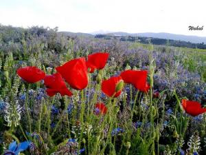 Bouhadjar - Printemps -