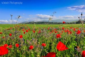 Le Printemps sur la commune de Bouhadjar