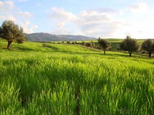 Jenan Salsale (Commune de  Bouhadjar)