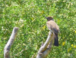Bulbul des jardins ( Pycnonotus barbatus ) - Algérie